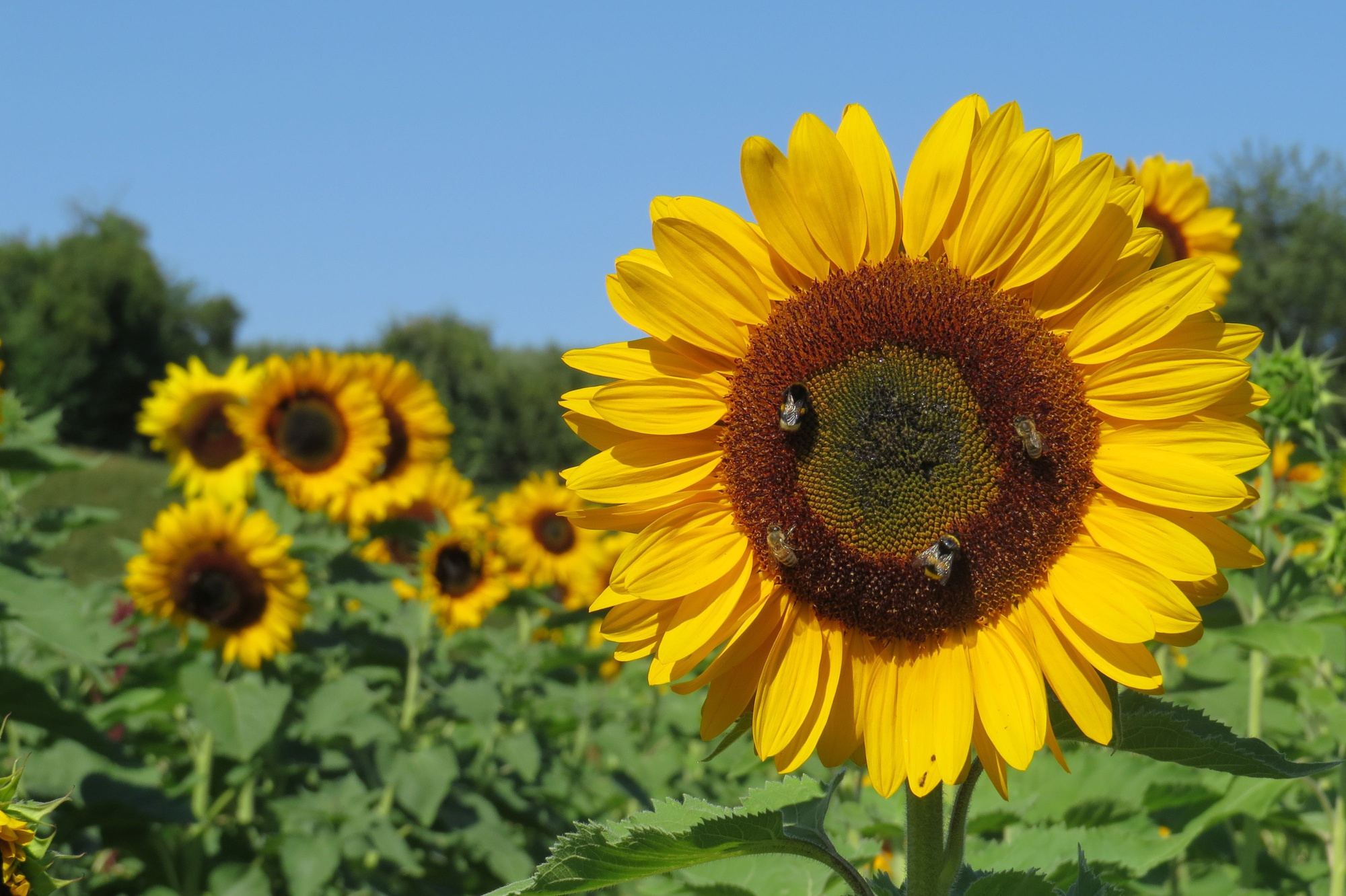 Sunflower in Nature